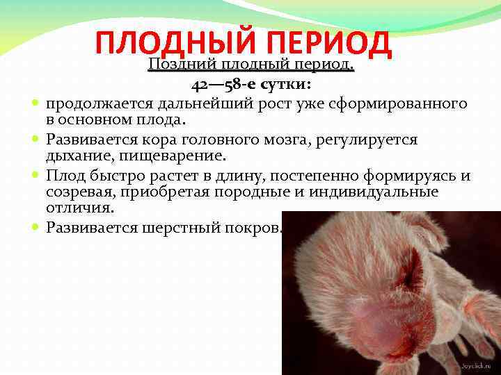 ПЛОДНЫЙ ПЕРИОД Поздний плодный период. 42— 58 -е сутки: продолжается дальнейший рост уже сформированного