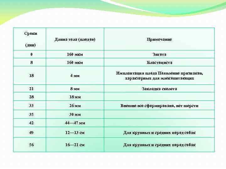 Сроки Длина тела (плодов) Примечание 0 160 мкм Зигота 8 160 мкм Бластоциста 18