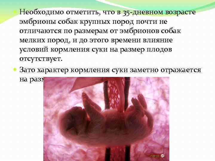  Необходимо отметить, что в 35 дневном возрасте эмбрионы собак крупных пород почти не