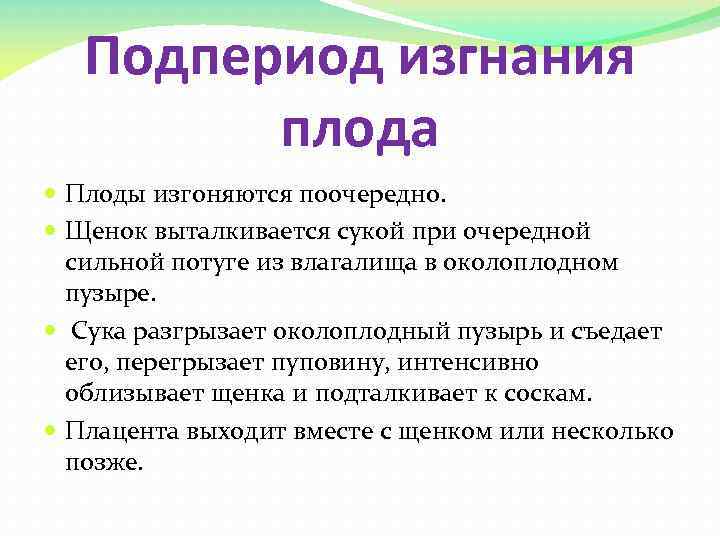 Подпериод изгнания плода Плоды изгоняются поочередно. Щенок выталкивается сукой при очередной сильной потуге из