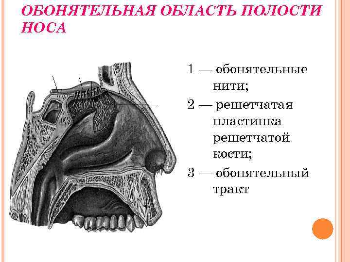 Обонятельной полостью носа является