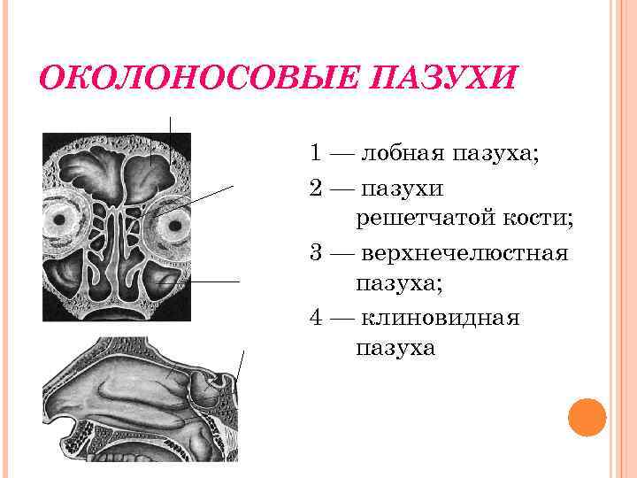 Решетчатый лабиринт решетчатой кости