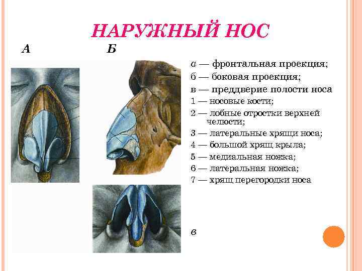 Проекция носа