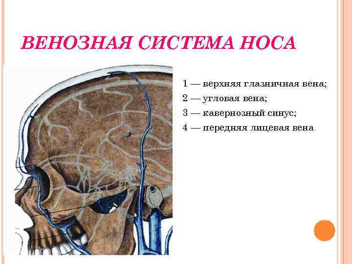 Пазуха с венозной кровью