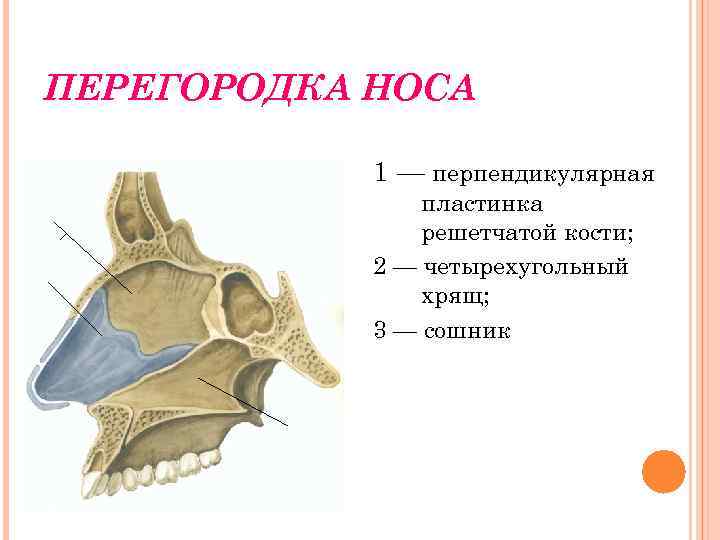 Изменения решетчатой кости