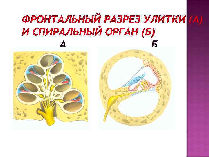 ФРОНТАЛЬНЫЙ РАЗРЕЗ УЛИТКИ (А) И СПИРАЛЬНЫЙ ОРГАН (Б) А Б 