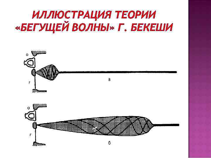 ИЛЛЮСТРАЦИЯ ТЕОРИИ «БЕГУЩЕЙ ВОЛНЫ» Г. БЕКЕШИ 