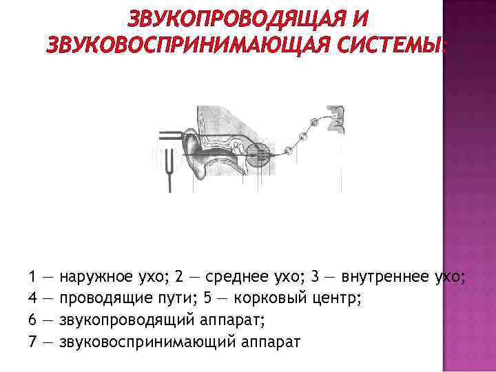 К звукопроводящему аппарату органа слуха относятся