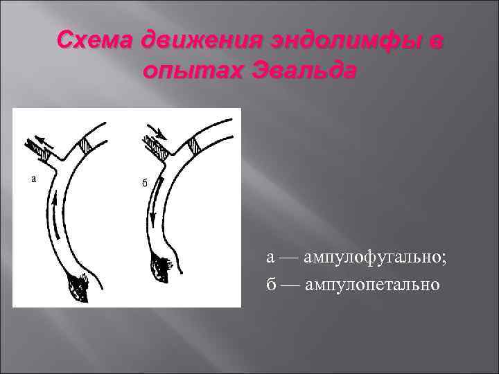 Схема движения эндолимфы в опытах Эвальда а — ампулофугально; б — ампулопетально 