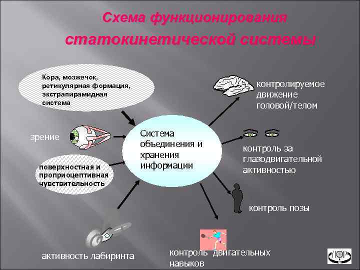 Схема функционирования статокинетической системы Кора, мозжечок, ретикулярная формация, экстрапирамидная система зрение поверхностная и проприоцептивная