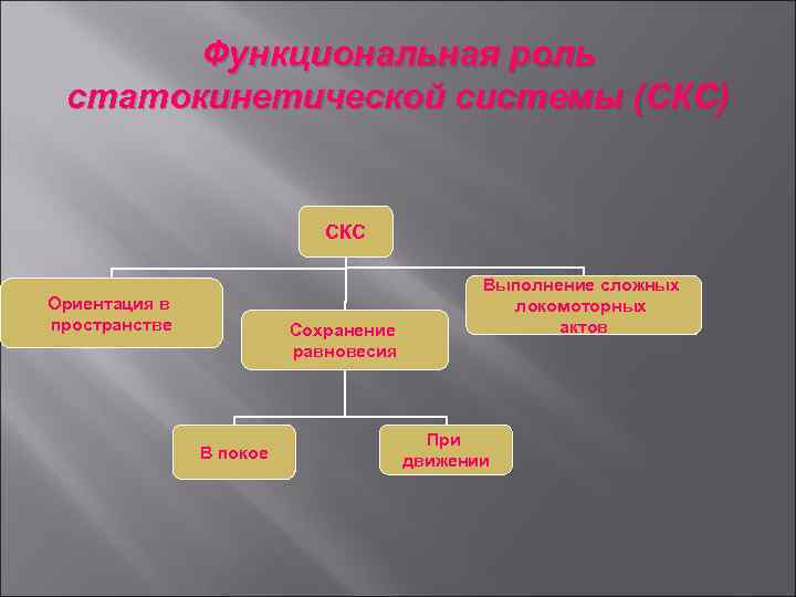 Функциональная роль статокинетической системы (СКС) СКС Ориентация в пространстве Сохранение равновесия В покое Выполнение