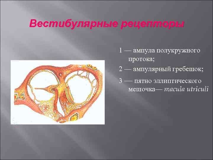 Вестибулярные рецепторы 1 — ампула полукружного протока; 2 — ампулярный гребешок; 3 — пятно