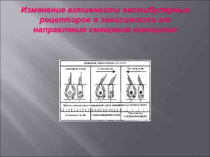 Изменение активности вестибулярных рецепторов в зависимости от направления смещения киноцилия 