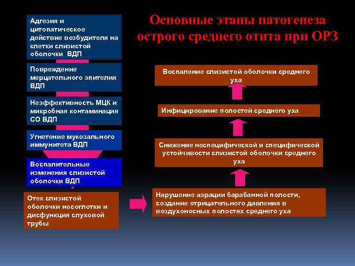 Адгезия и цитопатическое действие возбудителя на клетки слизистой оболочки ВДП Основные этапы патогенеза острого