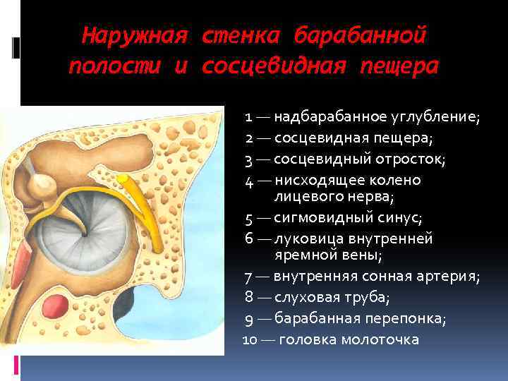 Наружная стенка барабанной полости и сосцевидная пещера 1 — надбарабанное углубление; 2 — сосцевидная