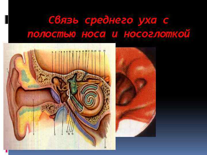 Связь среднего уха с полостью носа и носоглоткой 