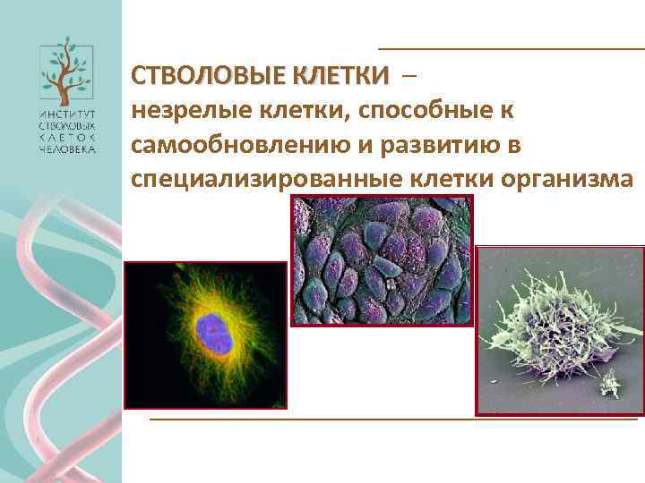 СТВОЛОВЫЕ КЛЕТКИ – незрелые клетки, способные к самообновлению и развитию в специализированные клетки организма