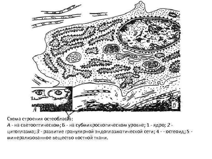 Схема строения остеобласта