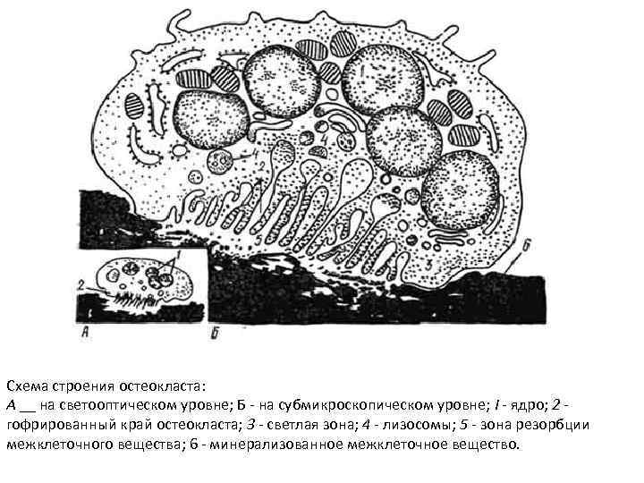 Схема строение остеокласта