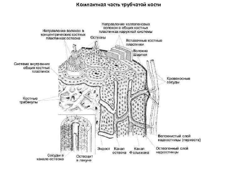 Компактная часть трубчатой кости 