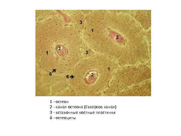 1 - остеон 2 - канал остеона (Гаверсов канал) 3 - вставочные костные пластинки