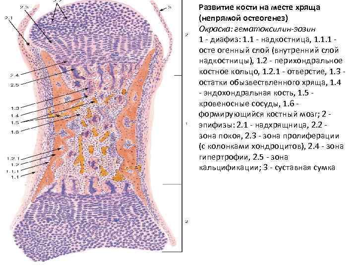 Непрямой остеогенез схема