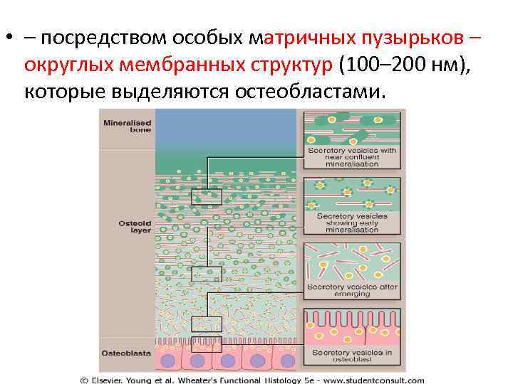  • – посредством особых матричных пузырьков – округлых мембранных структур (100– 200 нм),