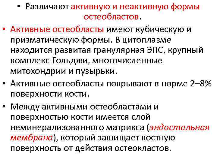  • Различают активную и неактивную формы остеобластов. • Активные остеобласты имеют кубическую и