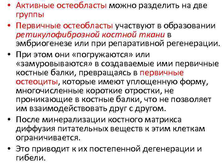  • Активные остеобласты можно разделить на две группы • Первичные остеобласты участвуют в