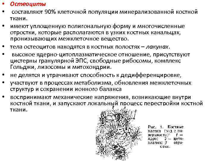  • Остеоциты • составляют 90% клеточной популяции минерализованной костной ткани. • имеют уплощенную