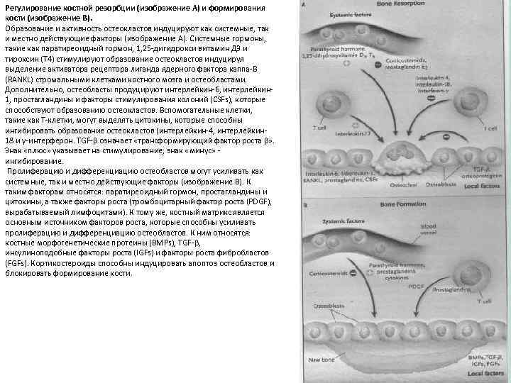 Регулирование костной резорбции (изображение А) и формирования кости (изображение В). Образование и активность остеокластов