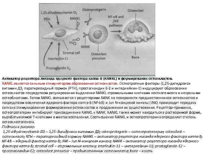 Активатор рецептора лиганда ядерного фактора каппа-В (RANKL) и формирование остеокластов. RANKL является сильным стимулятором