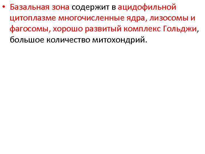  • Базальная зона содержит в ацидофильной цитоплазме многочисленные ядра, лизосомы и фагосомы, хорошо