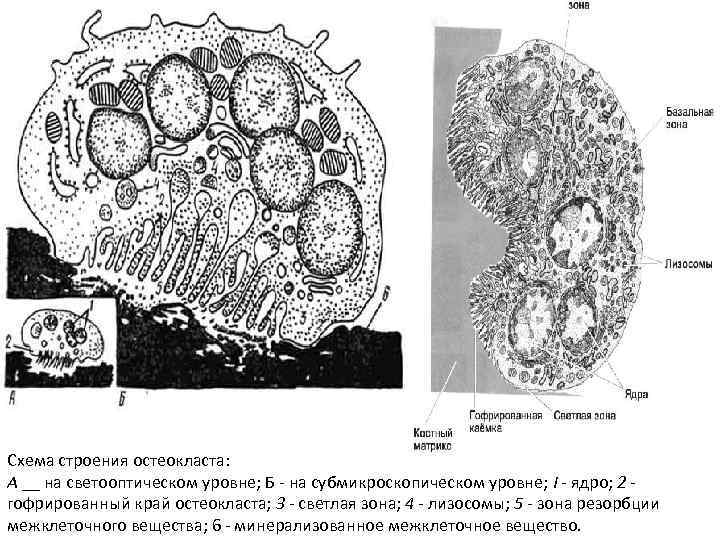 Схема строение остеокласта