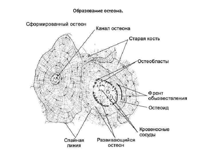 Образование остеона. 