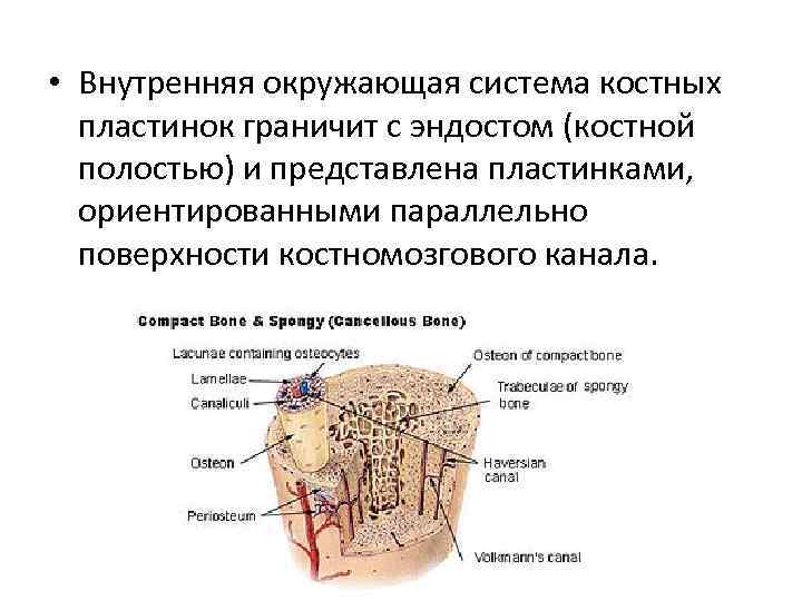  • Внутренняя окружающая система костных пластинок граничит с эндостом (костной полостью) и представлена