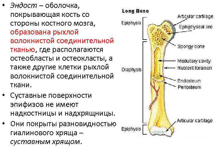 Функции костного мозга в трубчатой кости. Надкостница, эндост. Костный мозг. Строение кости эндост периост. Строение кости надкостница. Эндост трубчатой кости.