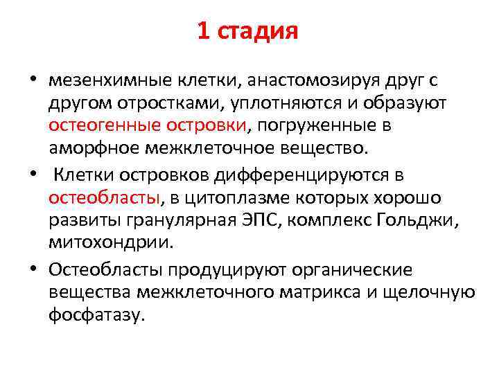 1 стадия • мезенхимные клетки, анастомозируя друг с другом отростками, уплотняются и образуют остеогенные