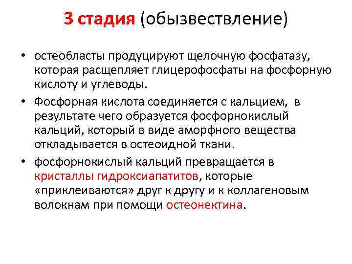 3 стадия (обызвествление) • остеобласты продуцируют щелочную фосфатазу, которая расщепляет глицерофосфаты на фосфорную кислоту