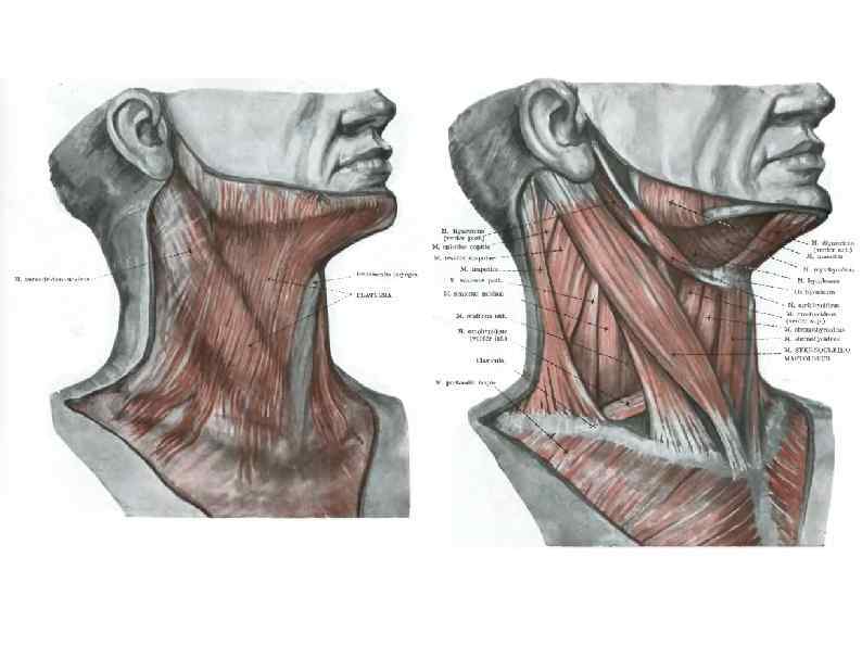 Мышцы шеи анатомия. Платизма мышца шеи анатомия.