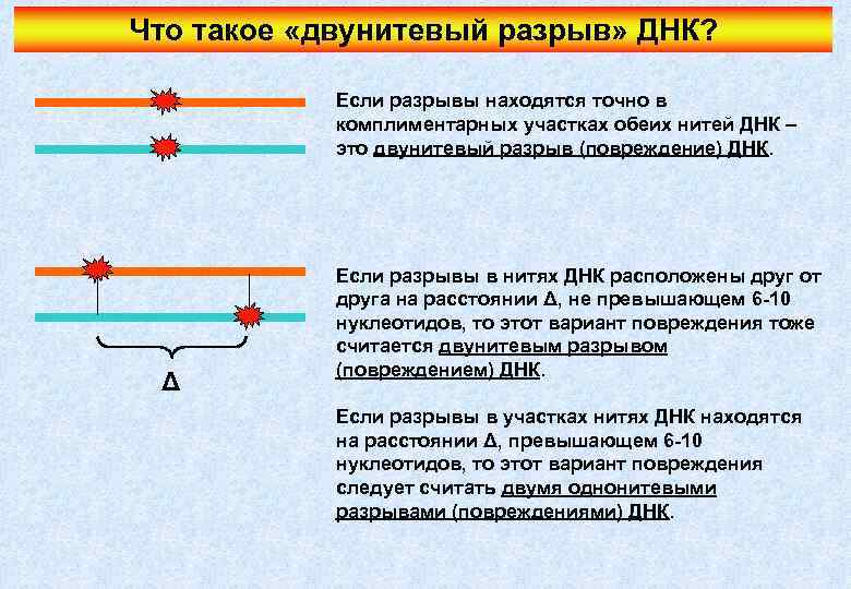 Что такое «двунитевый разрыв» ДНК? Если разрывы находятся точно в комплиментарных участках обеих нитей