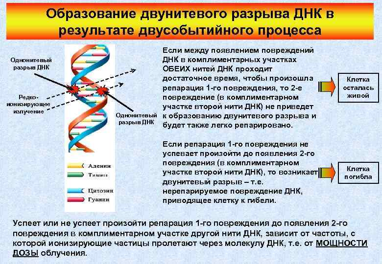 Образование двунитевого разрыва ДНК в результате двусобытийного процесса Редкоионизирующее излучение Однонитевый разрыв ДНК Клетка