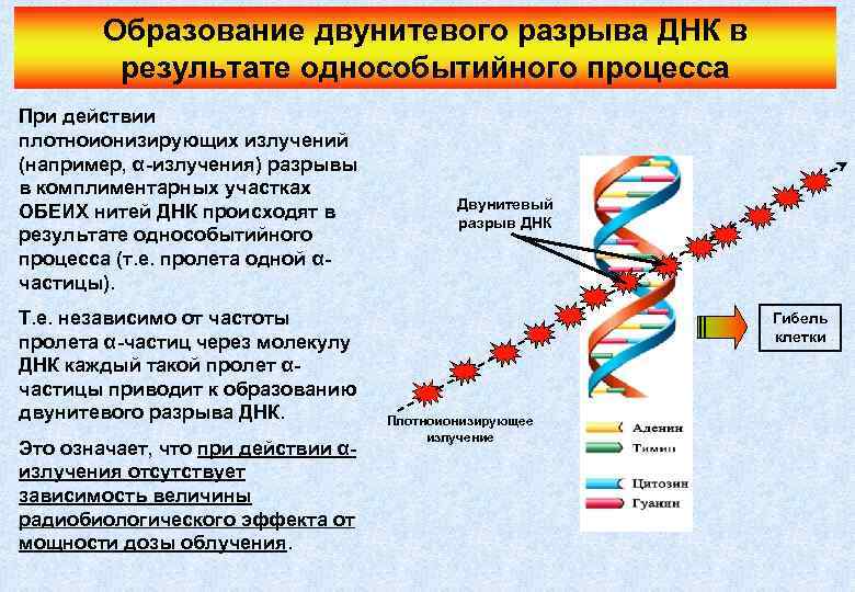 Образование двунитевого разрыва ДНК в результате однособытийного процесса При действии плотноионизирующих излучений (например, α-излучения)