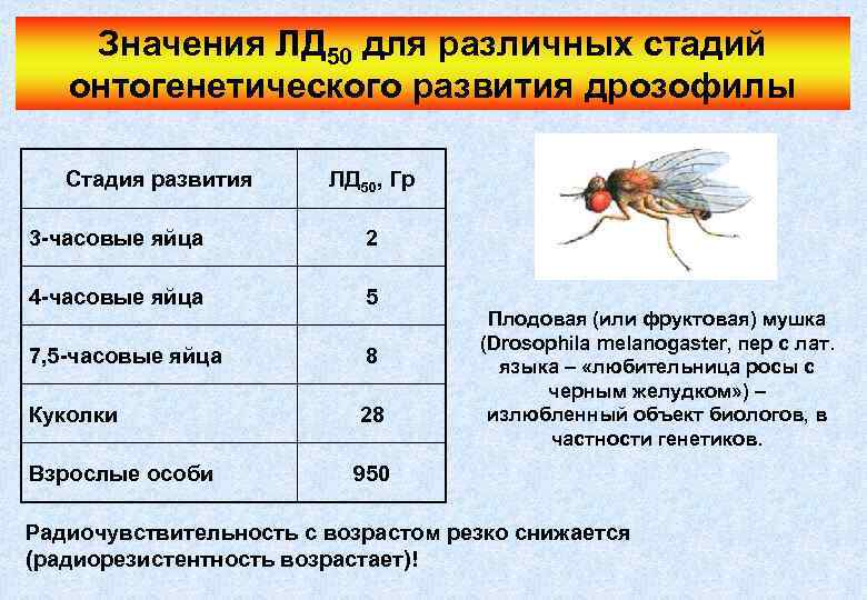 Значения ЛД 50 для различных стадий онтогенетического развития дрозофилы Стадия развития ЛД 50, Гр