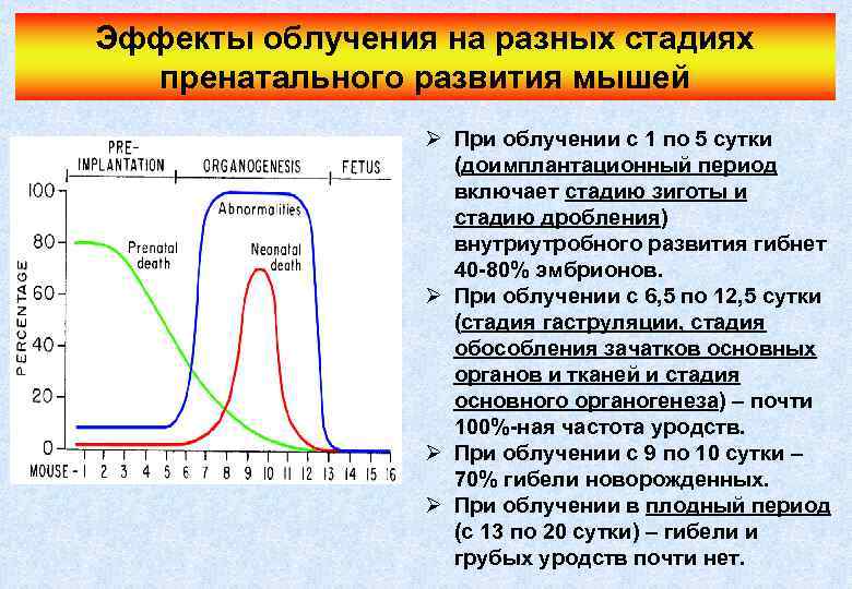 Эффекты облучения на разных стадиях пренатального развития мышей Ø При облучении с 1 по