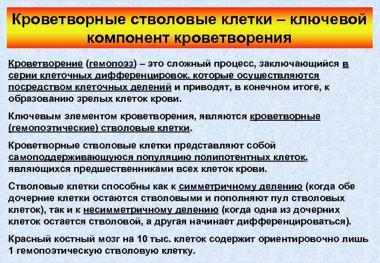 Кроветворные стволовые клетки – ключевой компонент кроветворения Кроветворение (гемопоэз) – это сложный процесс, заключающийся