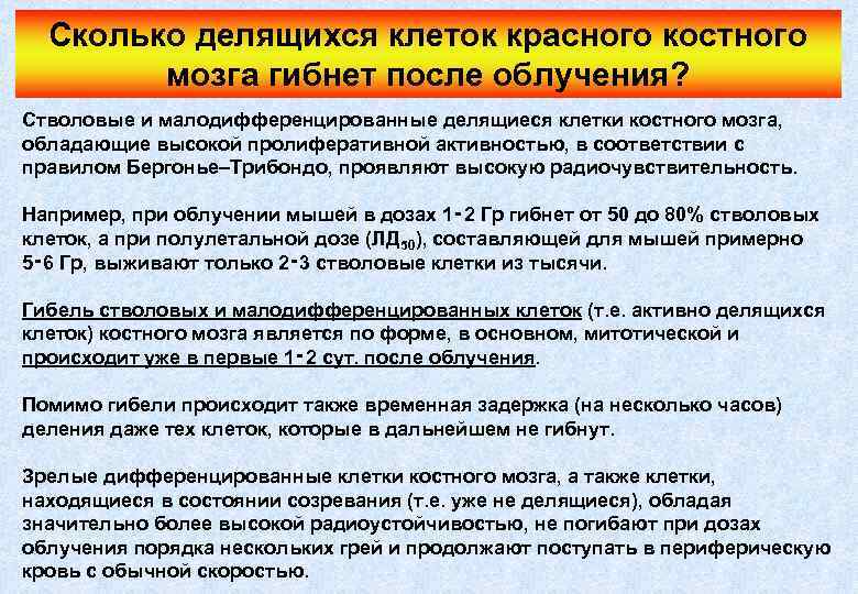Сколько делящихся клеток красного костного мозга гибнет после облучения? Стволовые и малодифференцированные делящиеся клетки