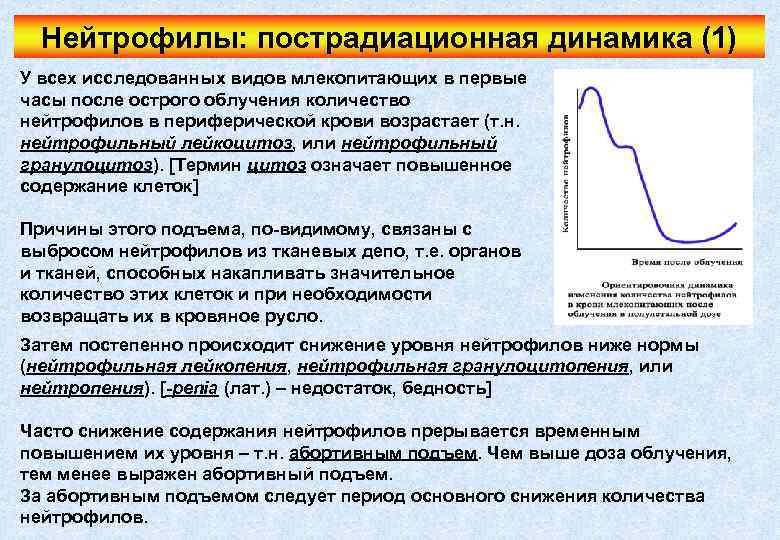 Нейтрофилы: пострадиационная динамика (1) У всех исследованных видов млекопитающих в первые часы после острого