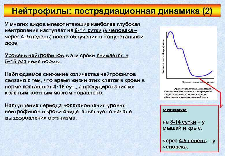 Нейтрофилы: пострадиационная динамика (2) У многих видов млекопитающих наиболее глубокая нейтропения наступает на 8‑