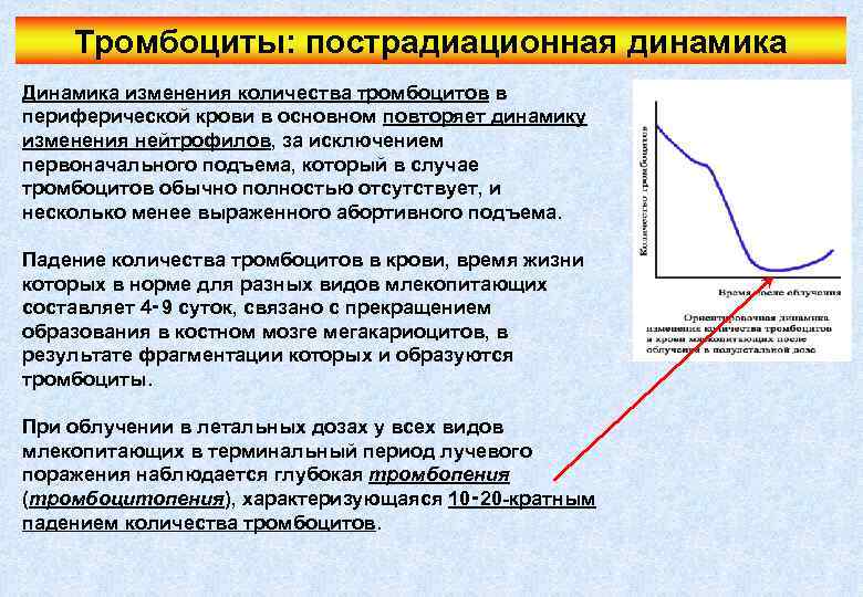 Тромбоциты: пострадиационная динамика Динамика изменения количества тромбоцитов в периферической крови в основном повторяет динамику